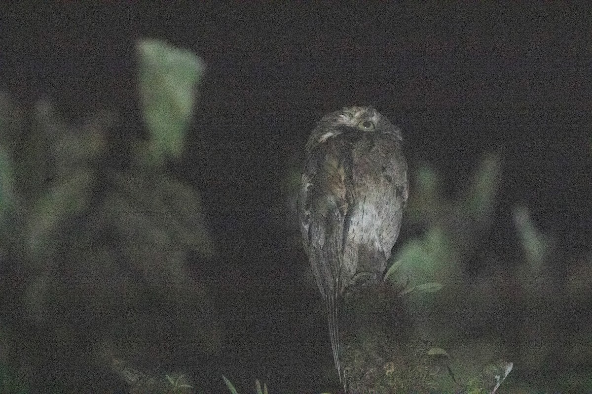 Common Potoo - ML620796727