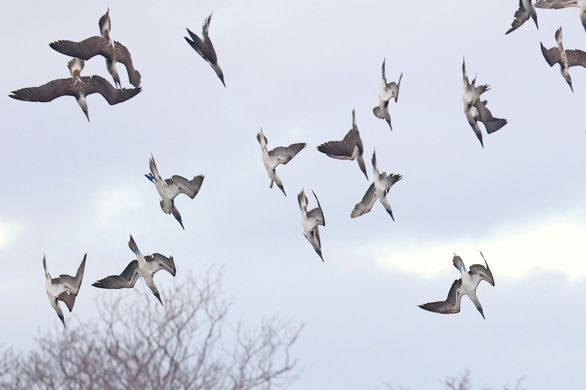 Blue-footed Booby - ML620796730