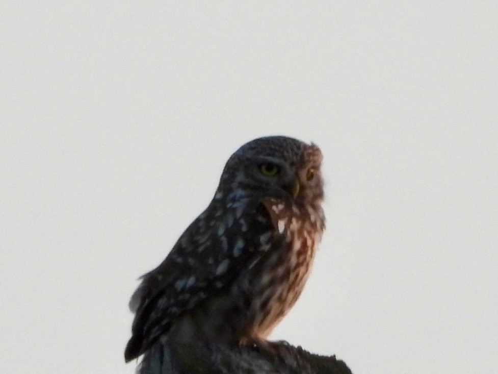 Little Owl - ML620796737