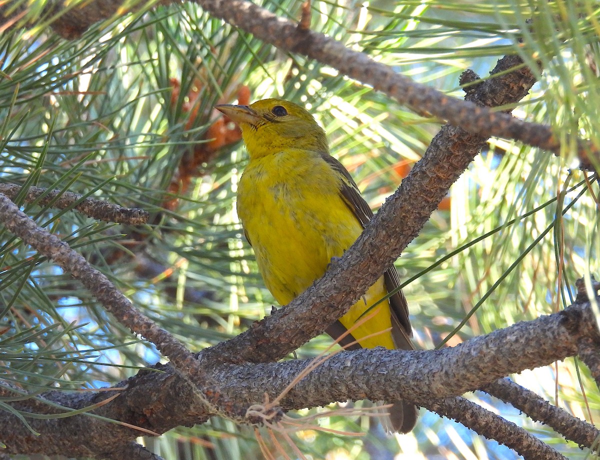 Western Tanager - Ted Floyd