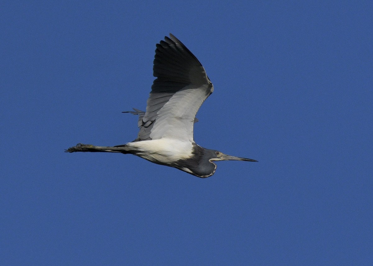 Tricolored Heron - ML620796755