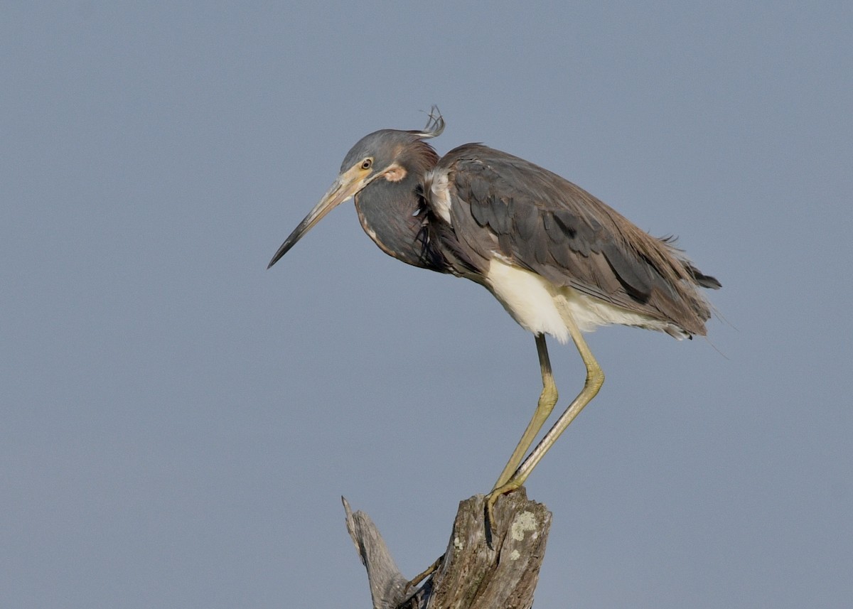 Tricolored Heron - ML620796756