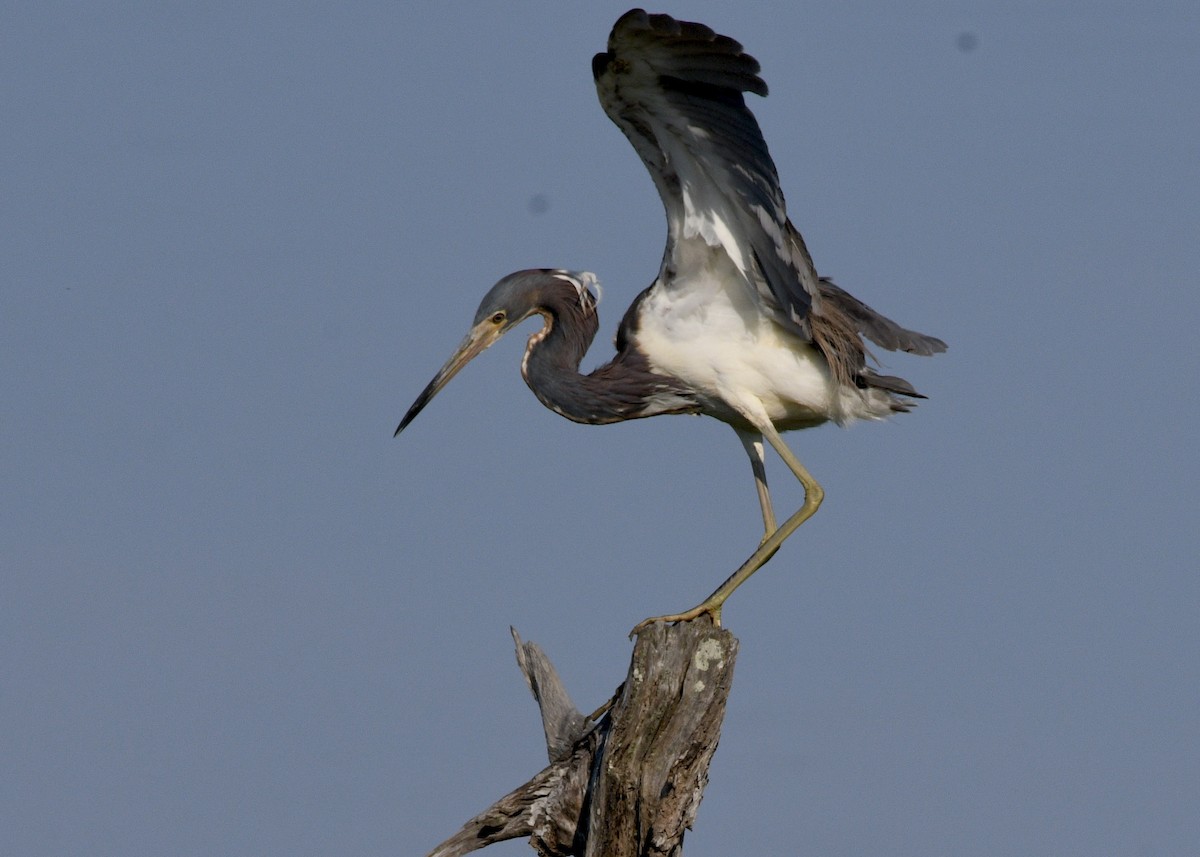 Tricolored Heron - ML620796757