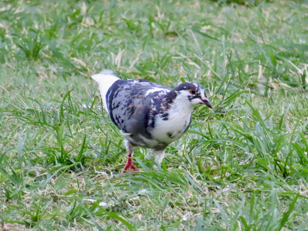 Rock Pigeon (Feral Pigeon) - ML620796758