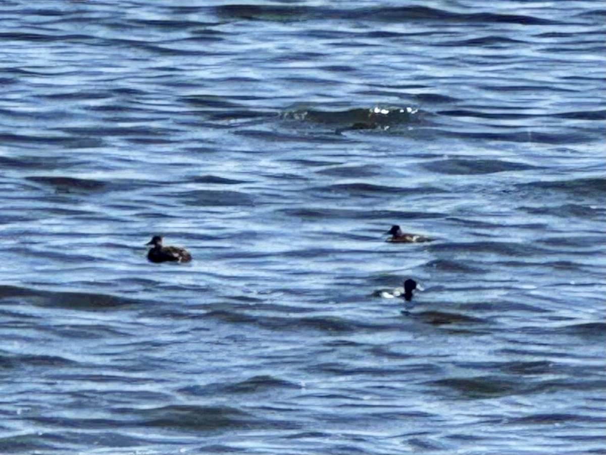 Lesser Scaup - ML620796759