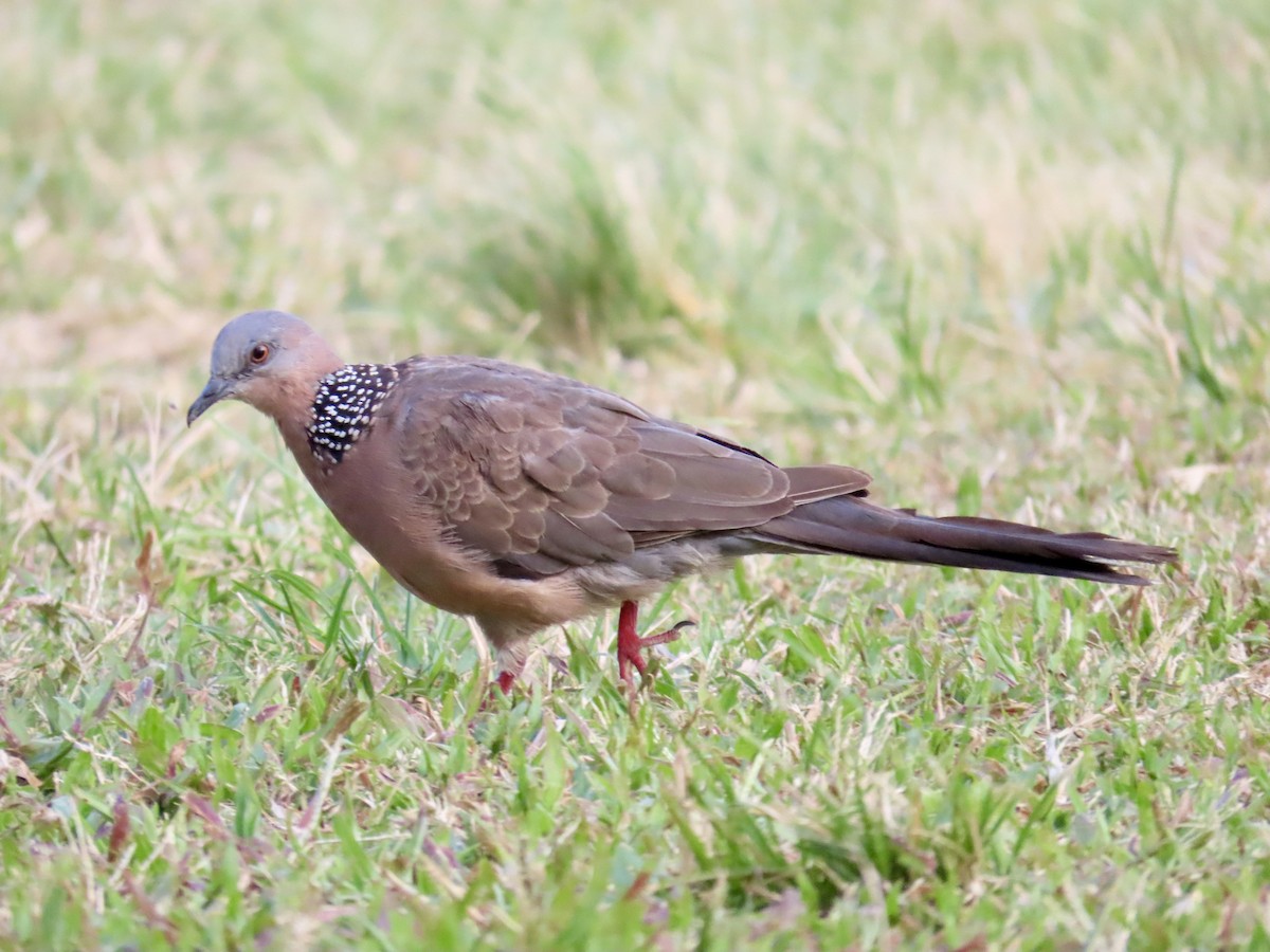 Spotted Dove - ML620796764