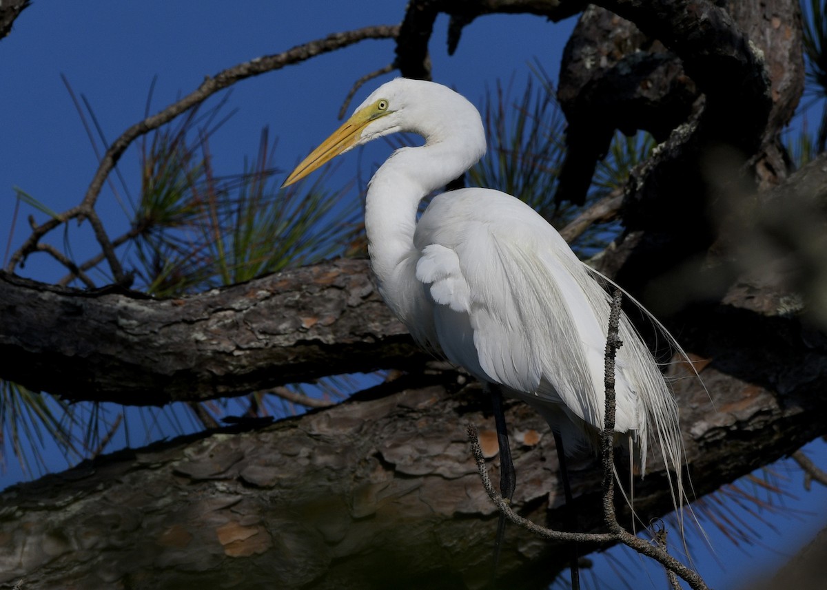 Great Egret - Gregory Bozek