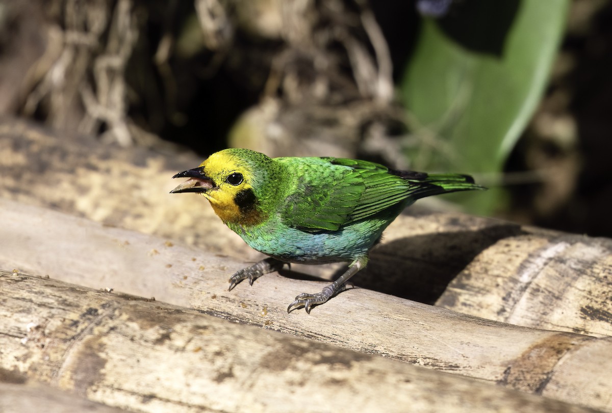 Multicolored Tanager - ML620796769