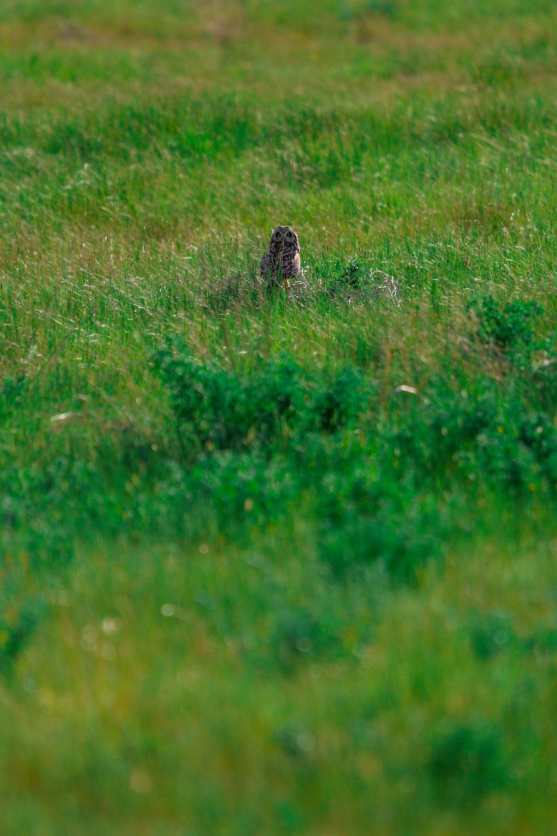 Short-eared Owl - Jack Marshall