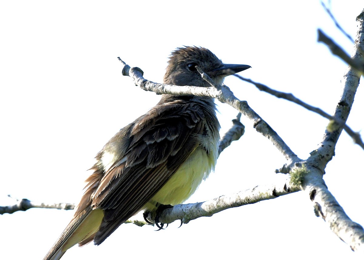 Great Crested Flycatcher - ML620796781