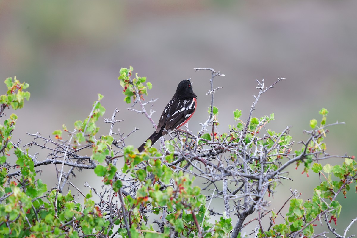 Spotted Towhee - ML620796785