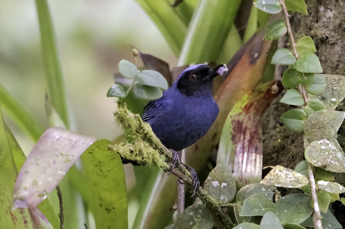 Masked Flowerpiercer - ML620796786