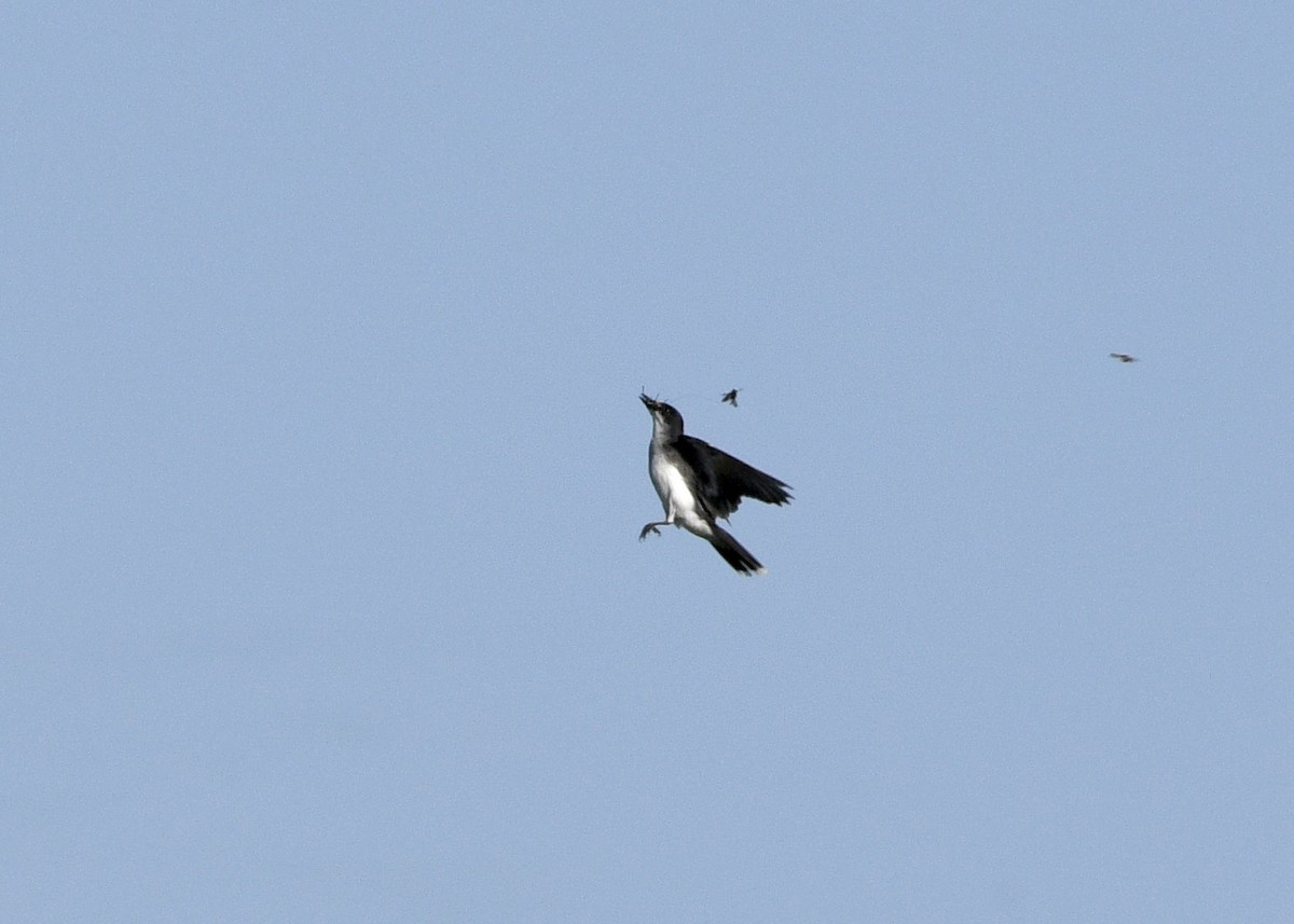 Eastern Kingbird - ML620796788