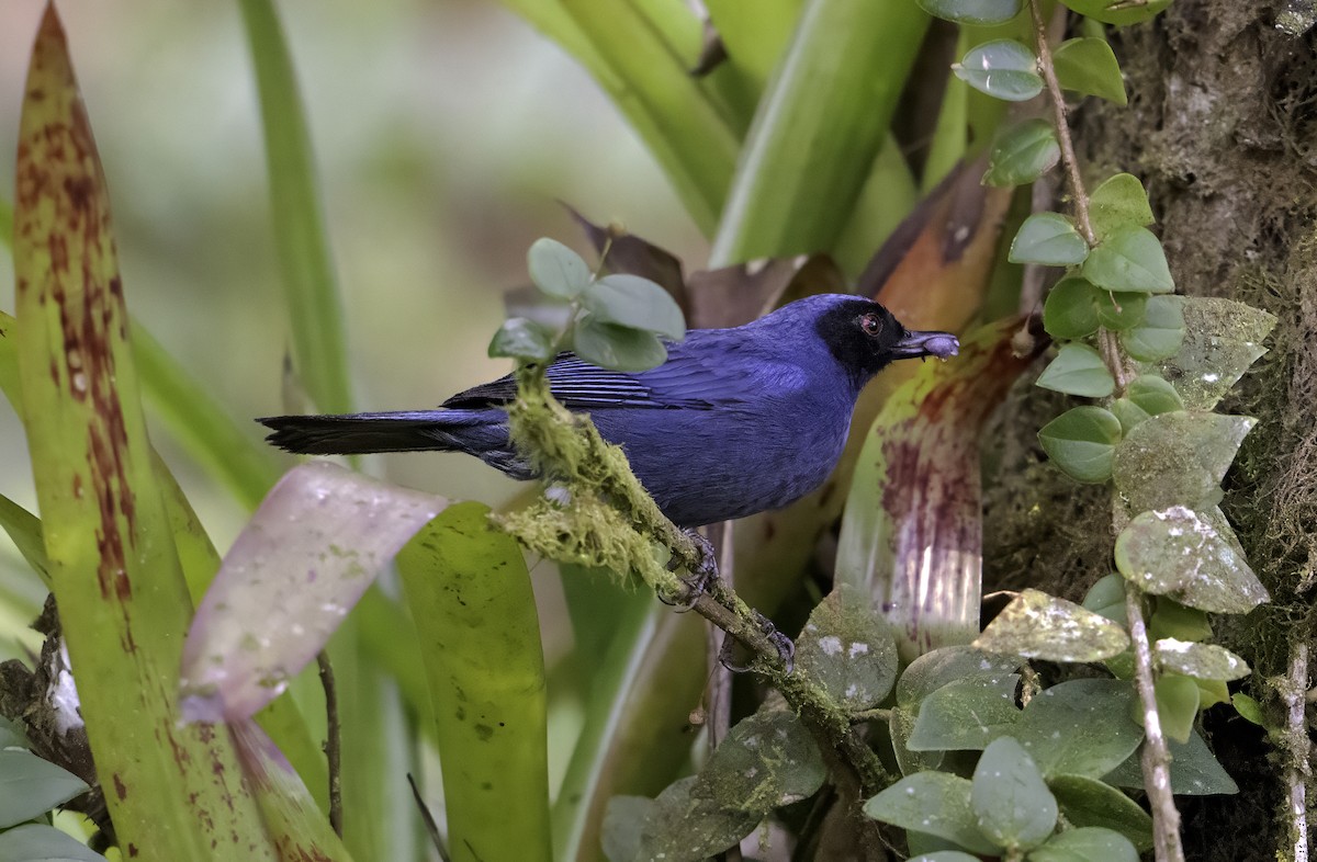 Masked Flowerpiercer - ML620796789