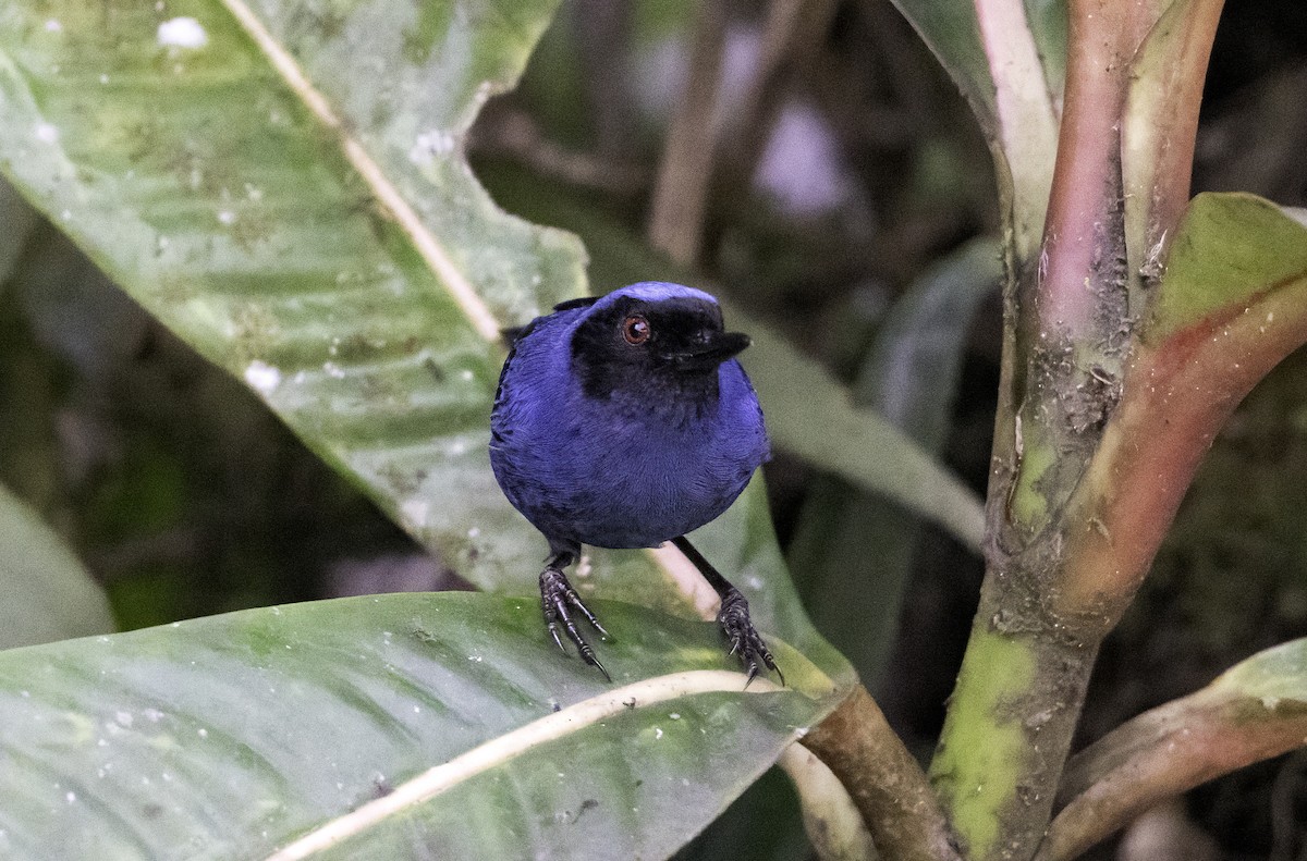 Masked Flowerpiercer - ML620796793