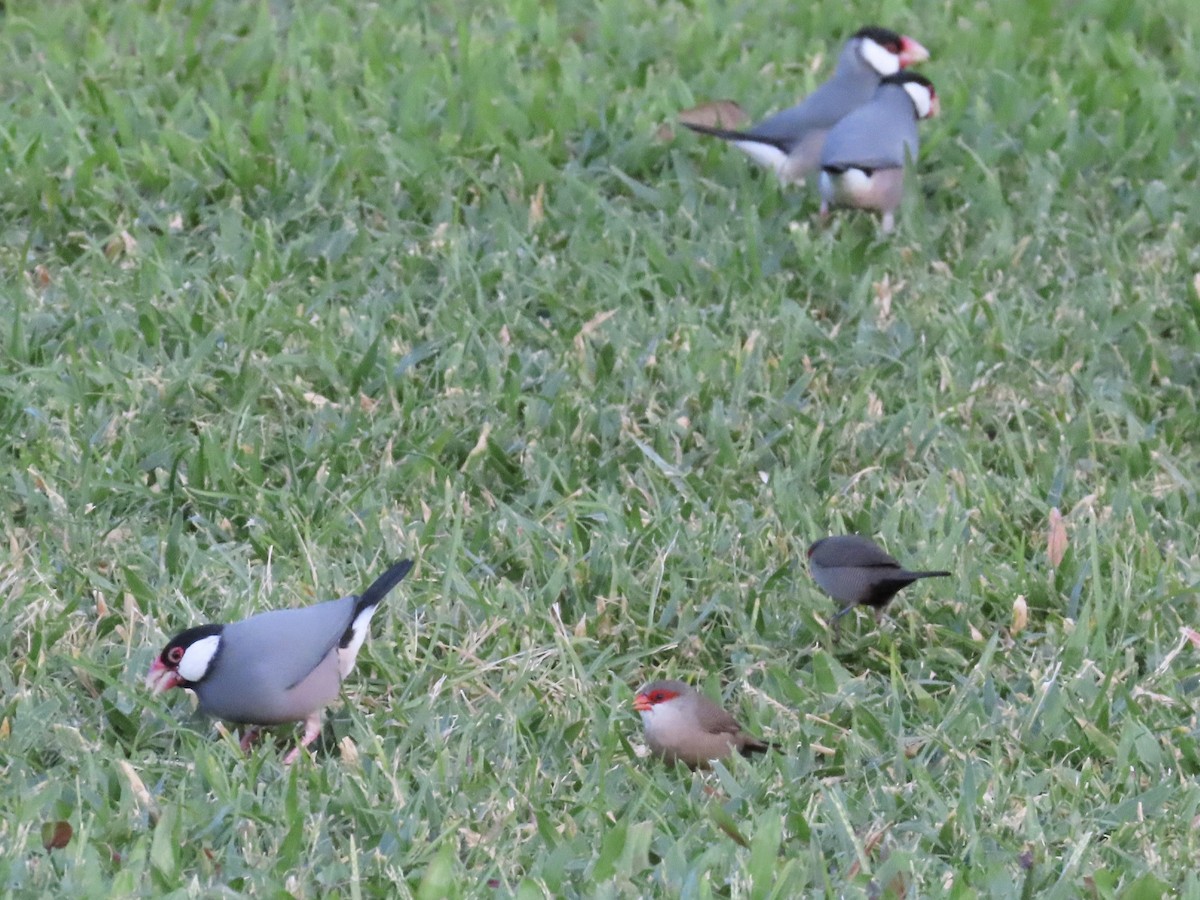 Java Sparrow - ML620796797