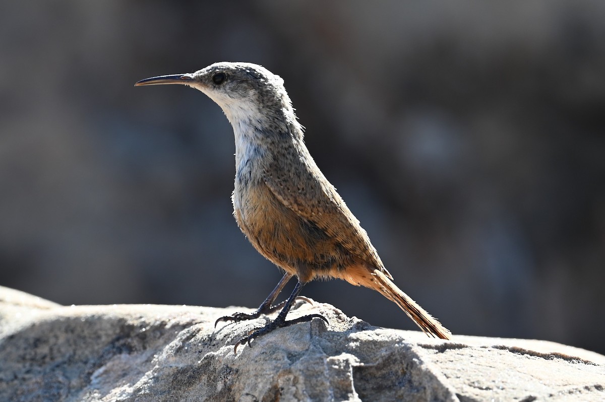 Canyon Wren - ML620796798