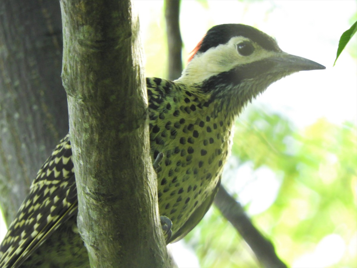 Green-barred Woodpecker - ML620796800