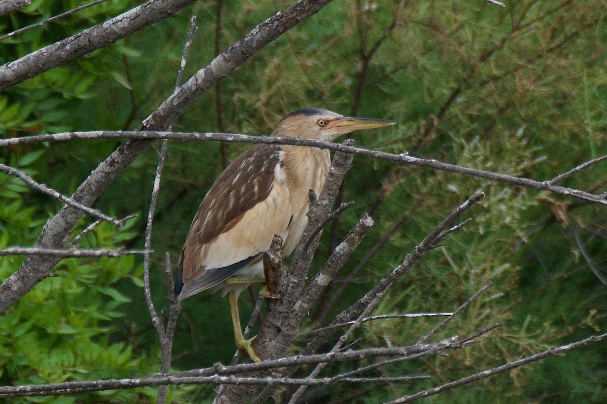 Little Bittern - ML620796801