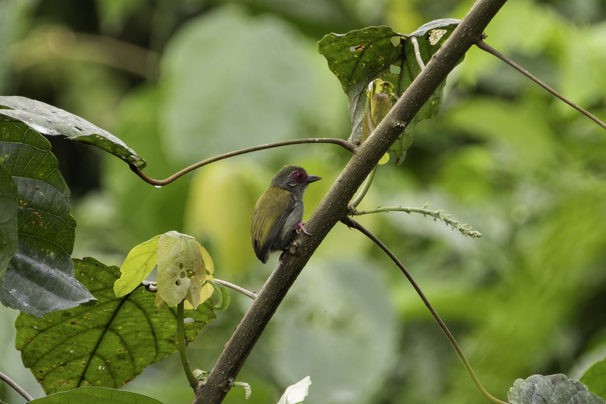 African Piculet - ML620796803