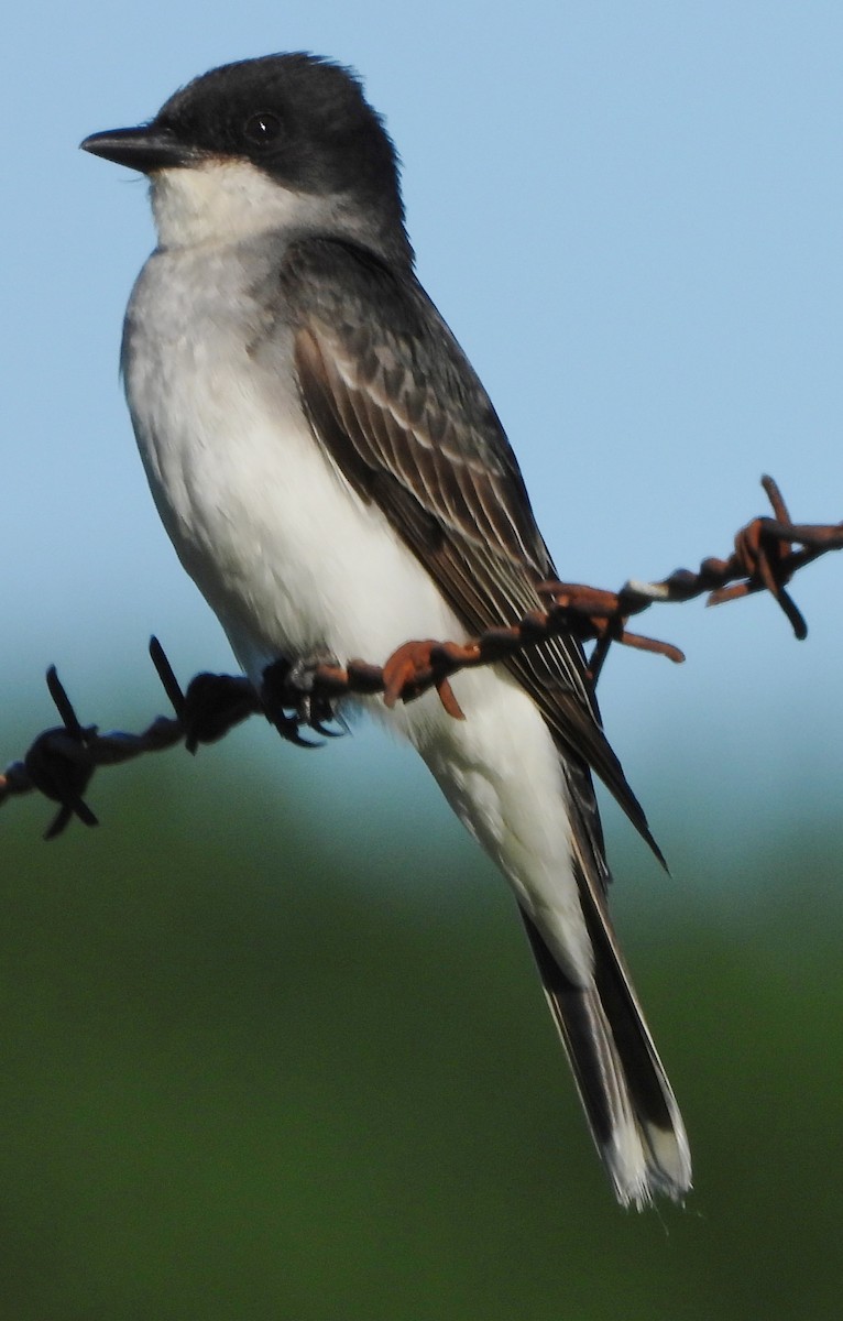 Schieferrücken-Königstyrann - ML620796804