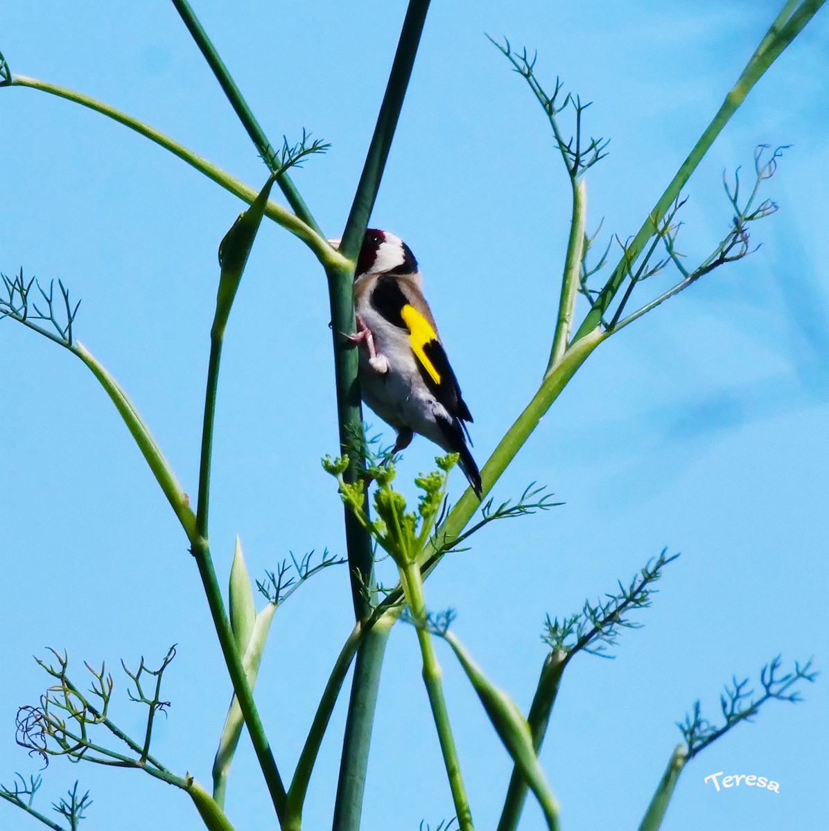 European Goldfinch - ML620796805