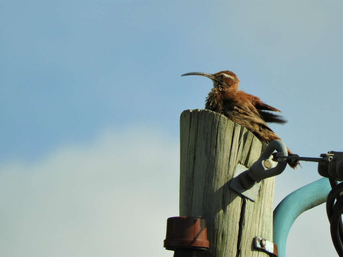 Scimitar-billed Woodcreeper - ML620796807