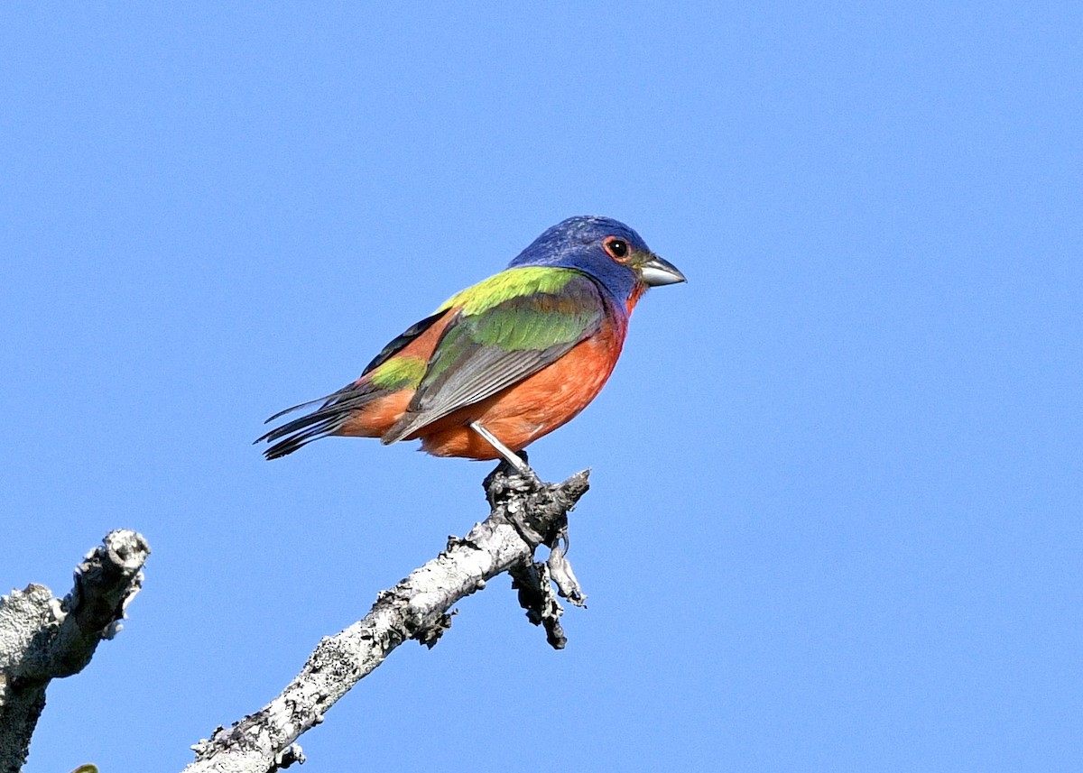 Painted Bunting - Gregory Bozek