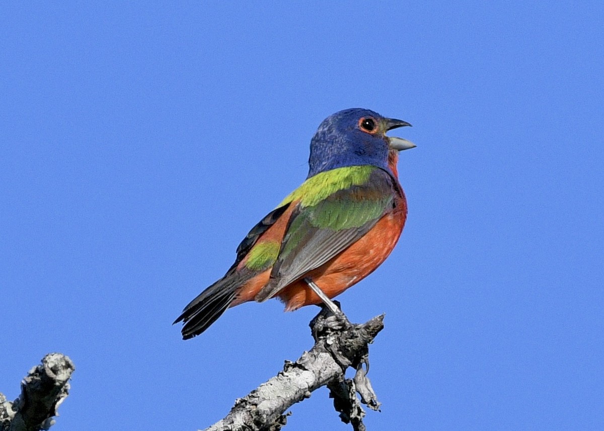Painted Bunting - ML620796809
