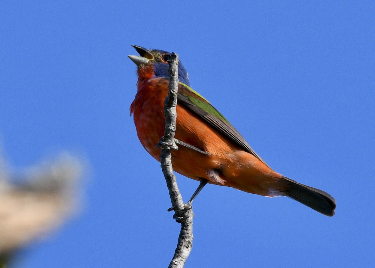 Painted Bunting - ML620796810