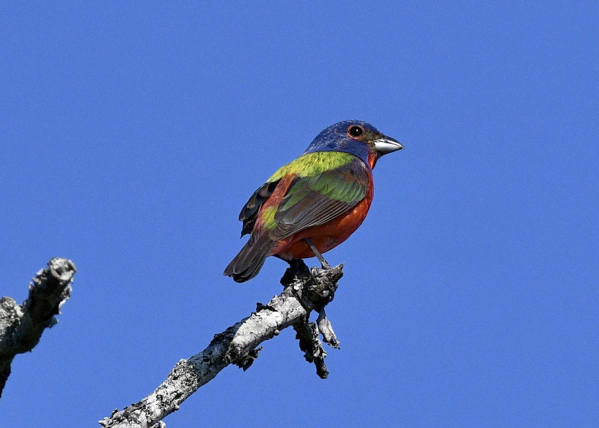 Painted Bunting - ML620796811