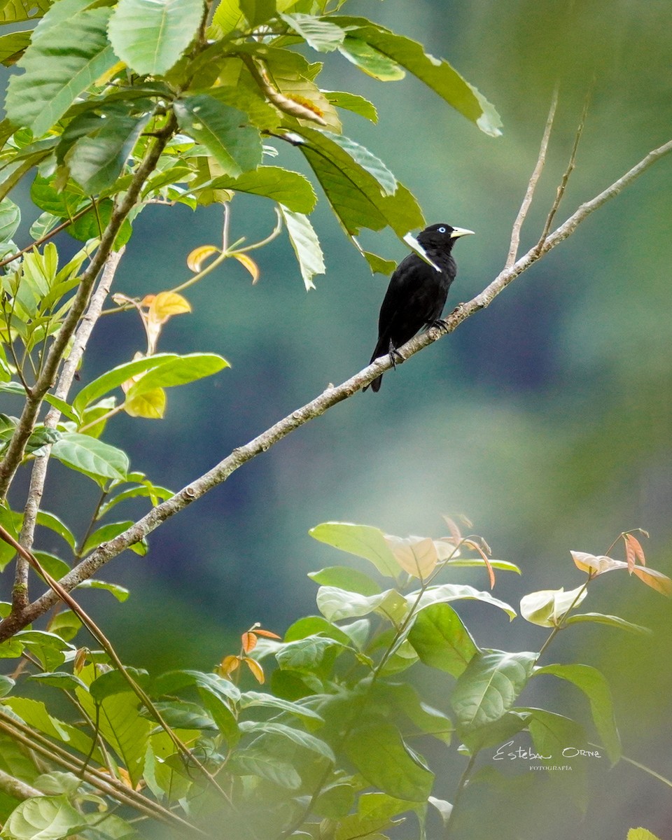 Scarlet-rumped Cacique - ML620796813