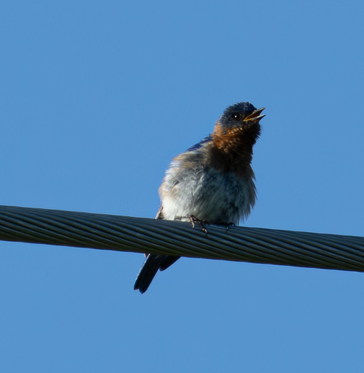 Eastern Bluebird - ML620796815