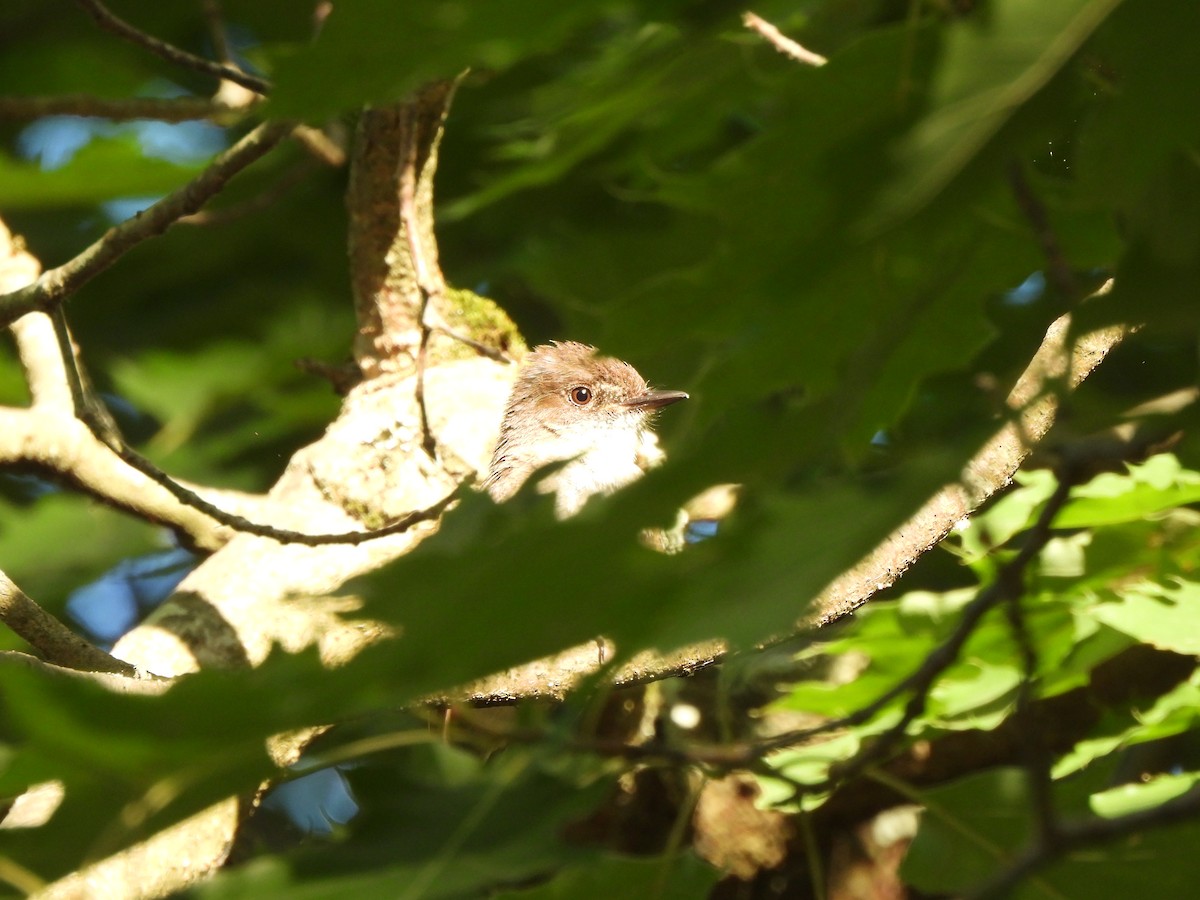 Eastern Phoebe - Lisa Miller