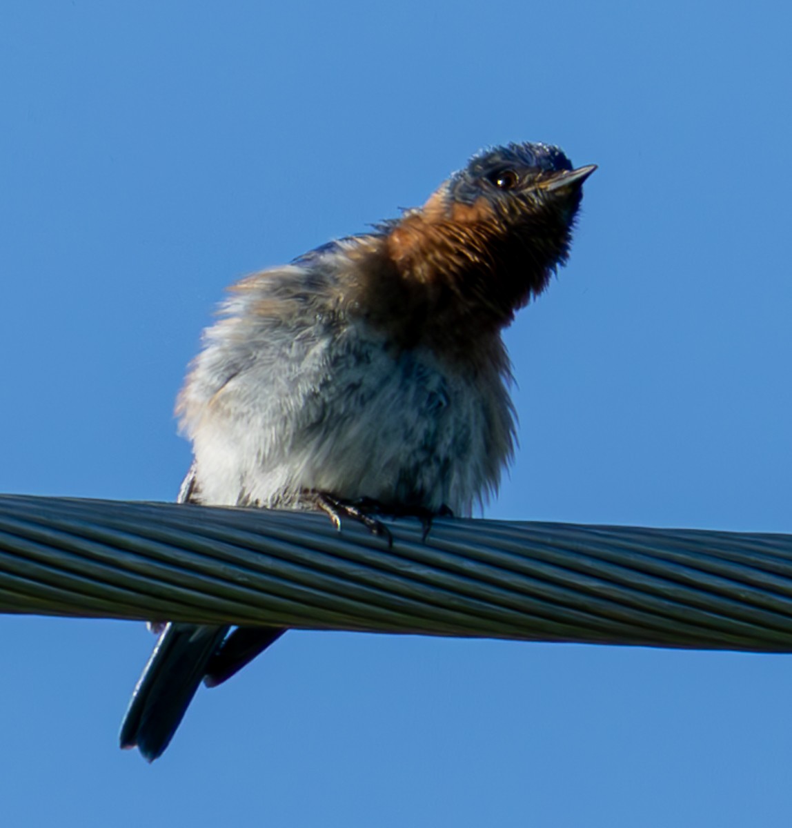 Eastern Bluebird - ML620796825