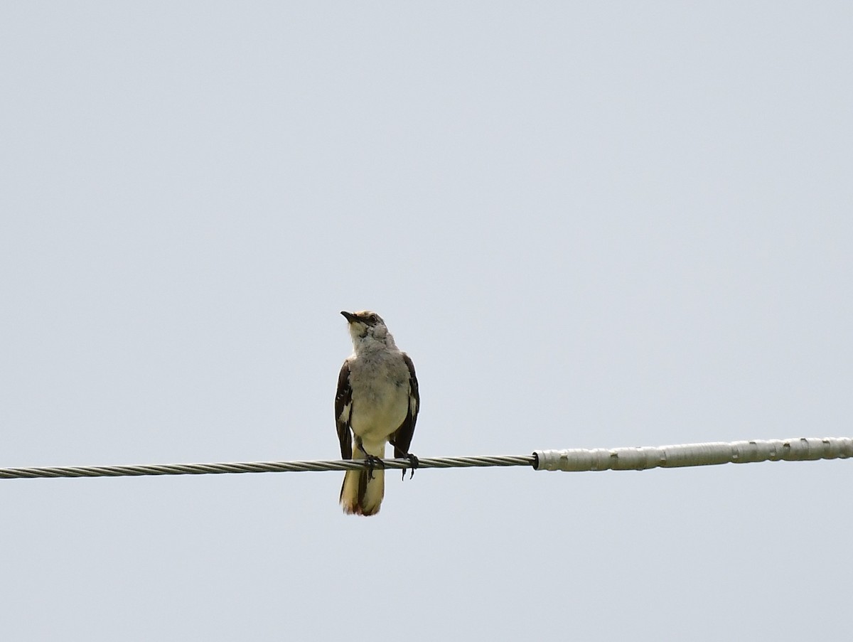 Northern Mockingbird - ML620796828