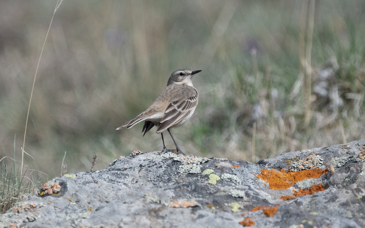 Water Pipit (Caucasian) - ML620796840