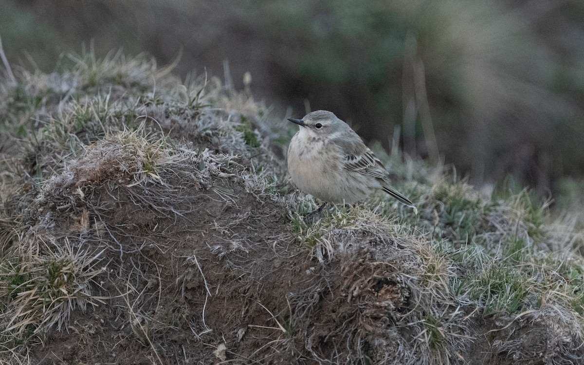 Water Pipit (Caucasian) - ML620796841