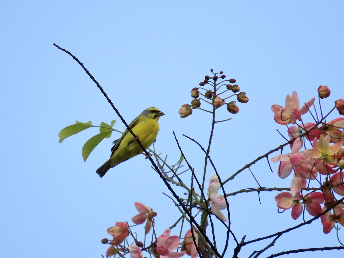 Serin du Mozambique - ML620796842