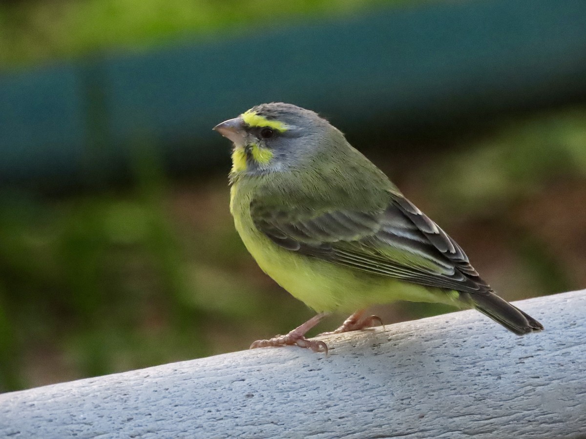 Yellow-fronted Canary - ML620796843