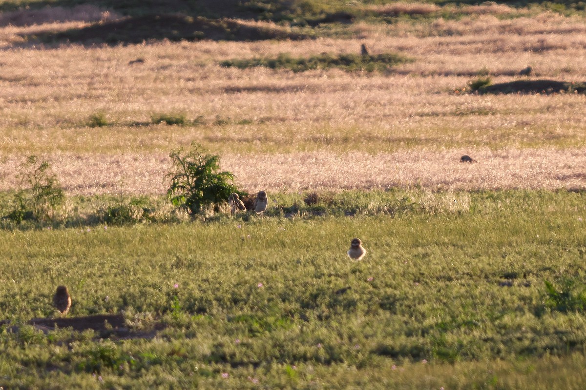 Burrowing Owl - ML620796844