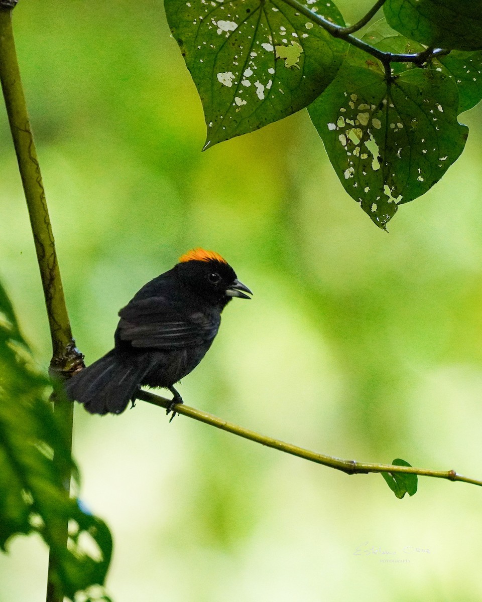 Tawny-crested Tanager - ML620796847