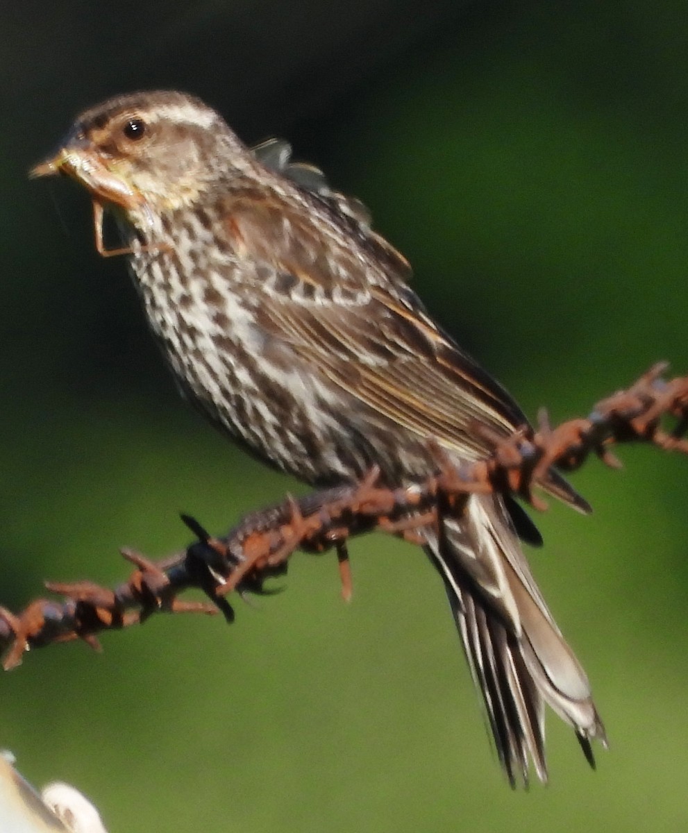 Red-winged Blackbird - ML620796848