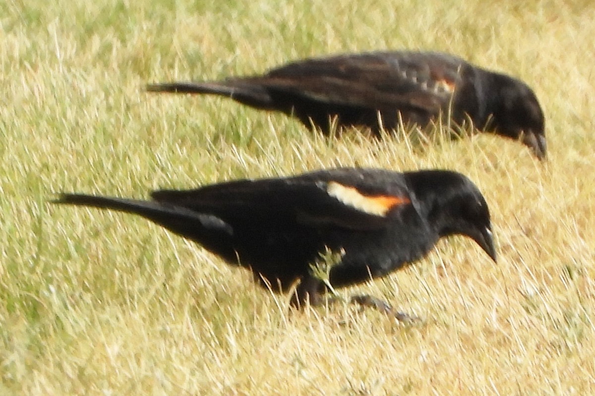 Red-winged Blackbird - alan murray