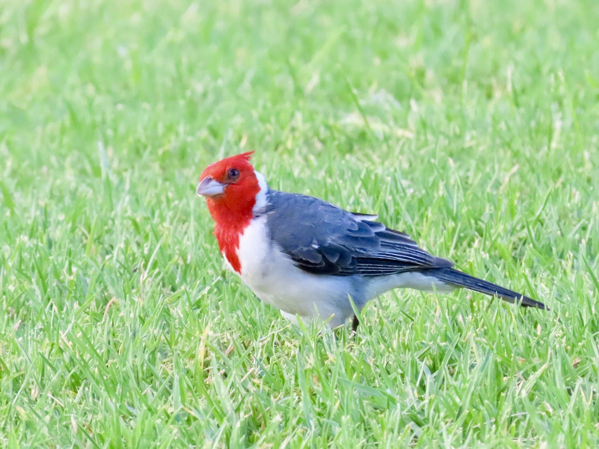 Red-crested Cardinal - ML620796854