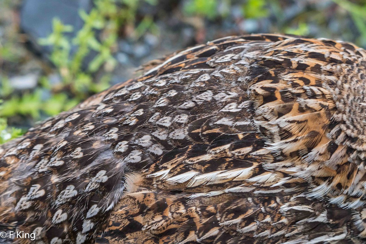 Ruffed Grouse - ML620796870