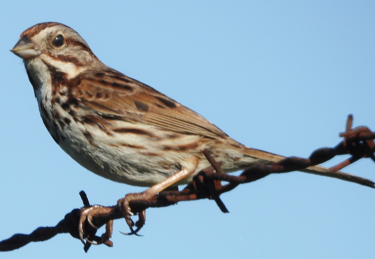 Song Sparrow - ML620796873