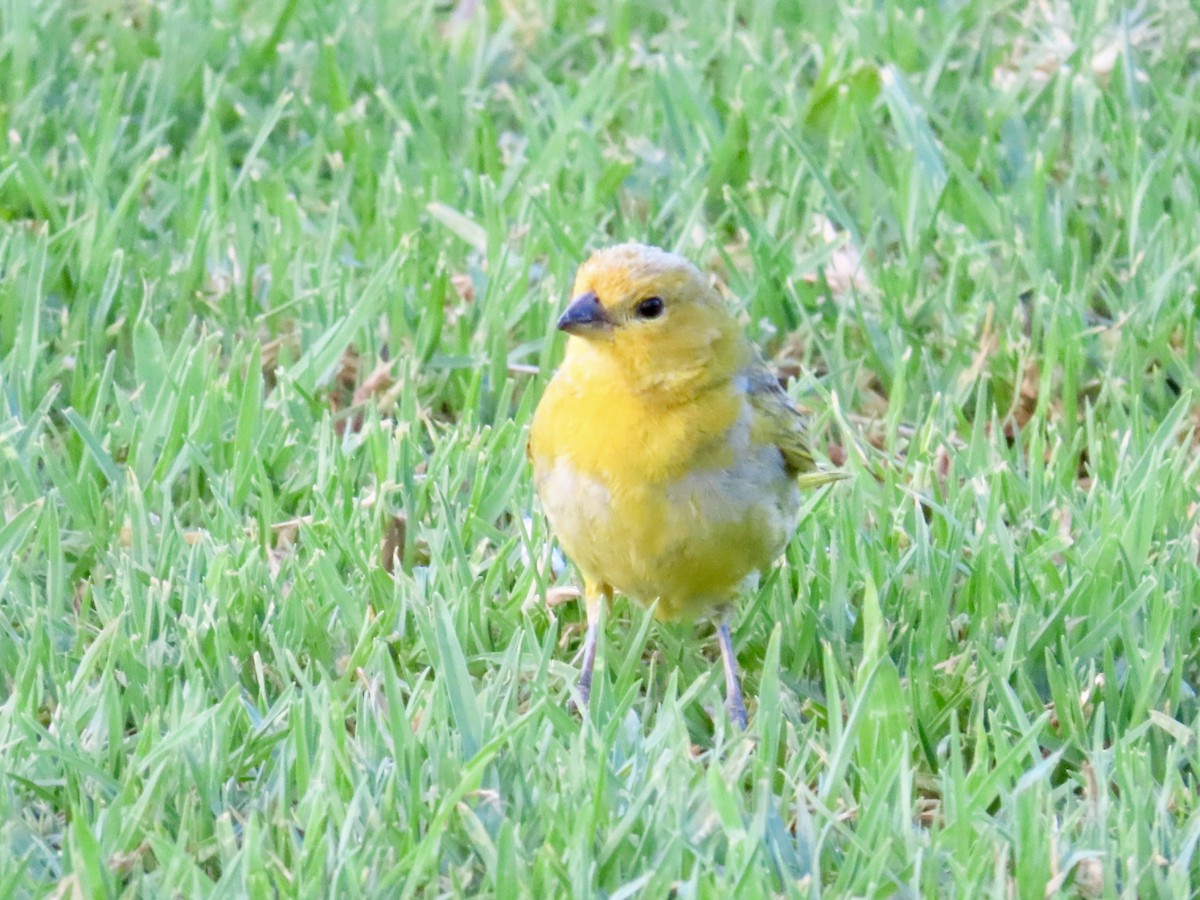 Saffron Finch - ML620796876