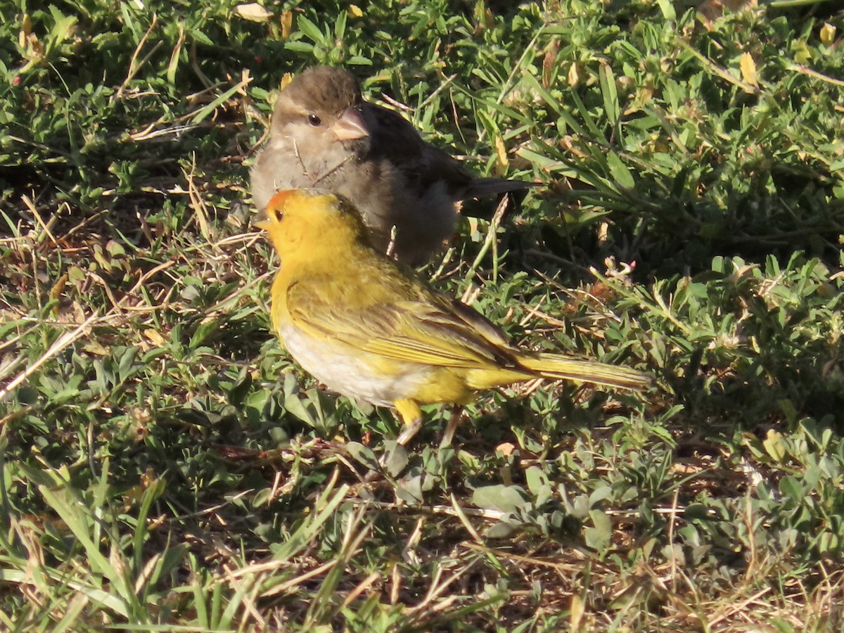 Saffron Finch - ML620796877