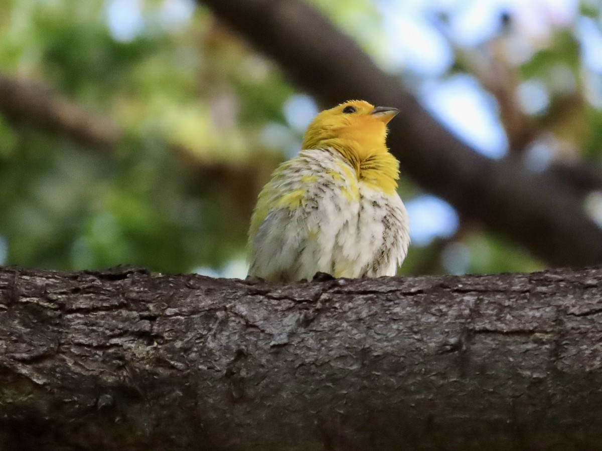 Saffron Finch - ML620796880